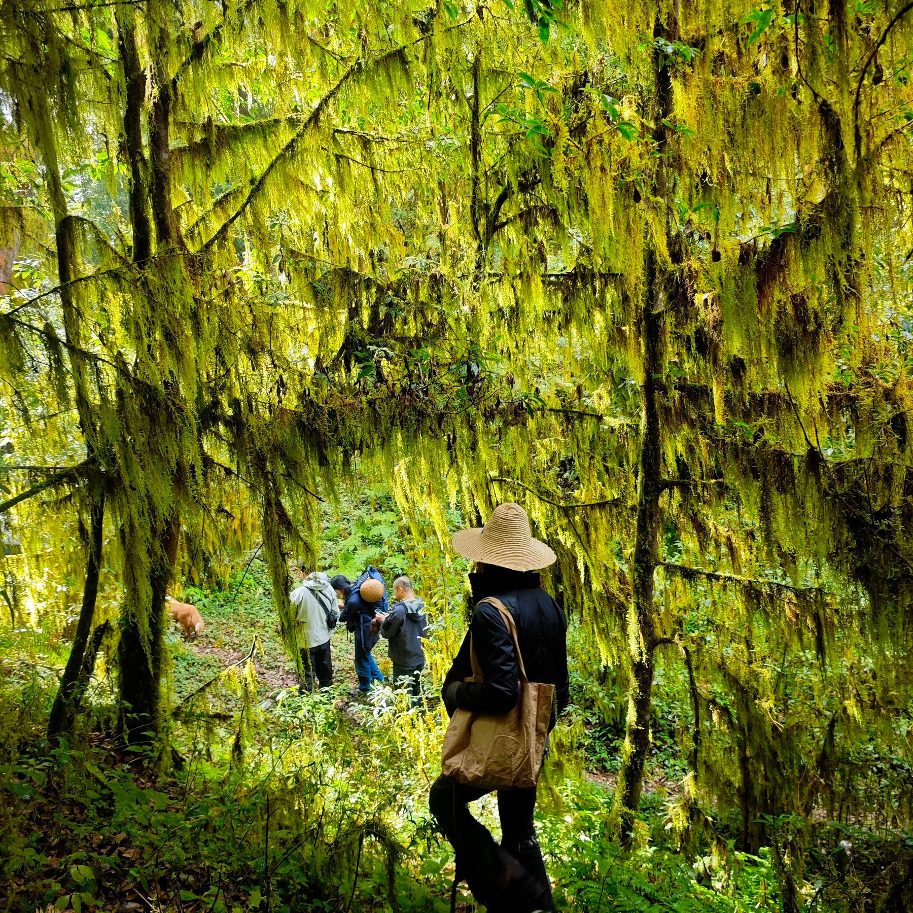 Cloud Ridge | Hiking in Dali's Primeval Forest