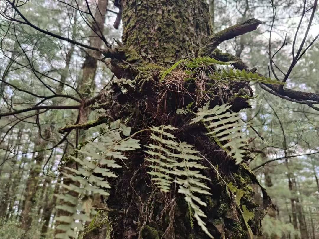 Hike Through Fern Forest