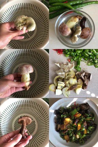 Weed Scene | Mushroom Picking Memoir