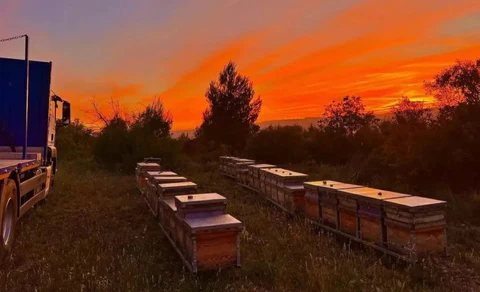 Chunyu's 'Caravan Plan' | Taking Bees to Travel, Finding Places Where Flowers Bloom