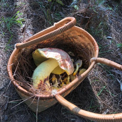 Weed Scene | Mushroom Picking Memoir