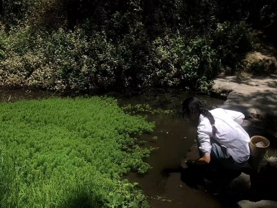 Make a Moss Terrarium in the Forest