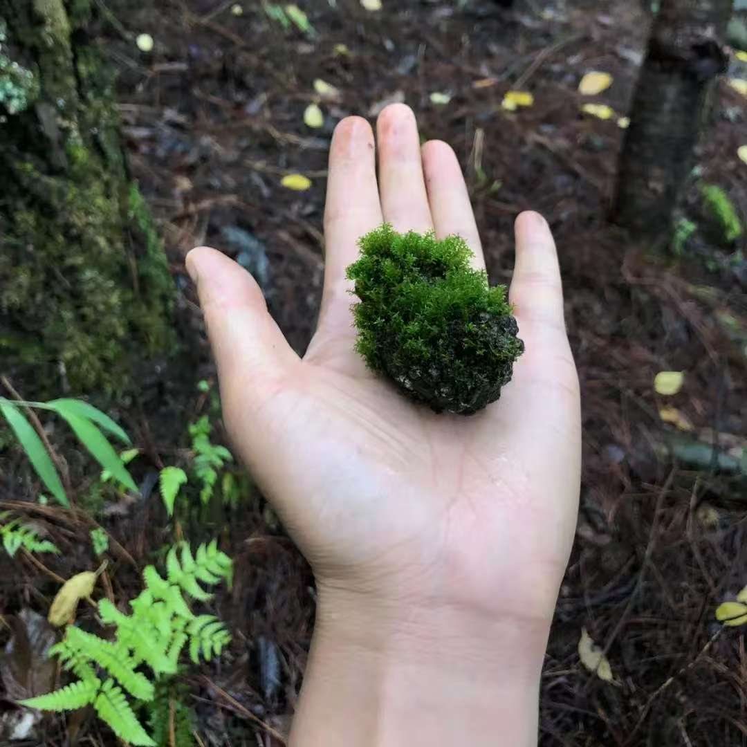 Make a Moss Terrarium in the Forest