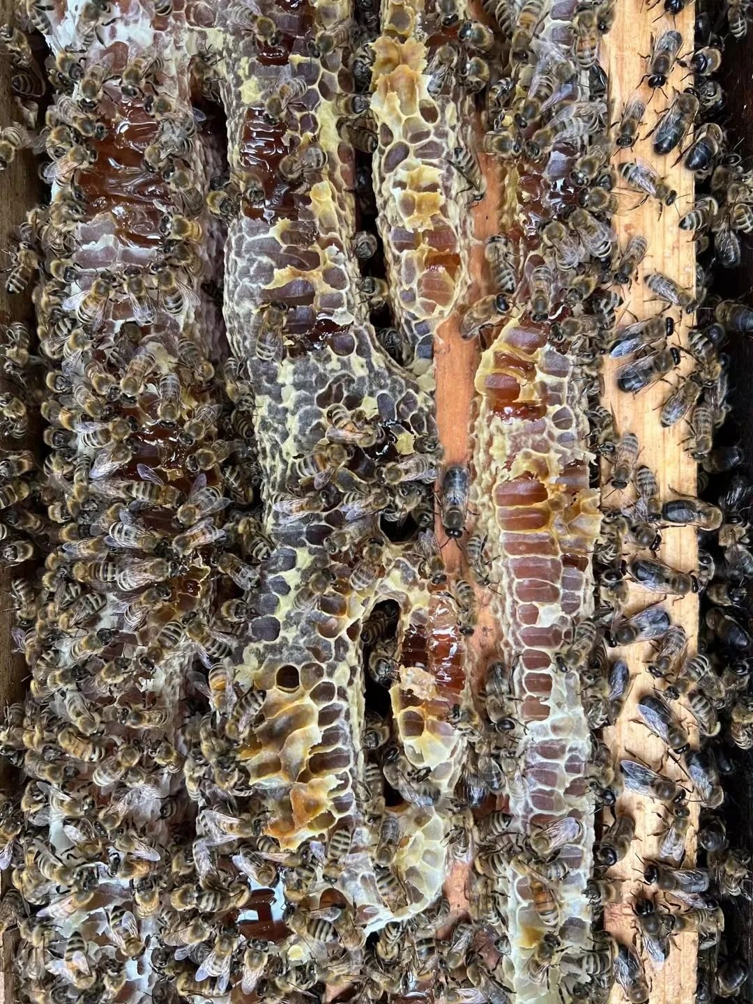 Beekeeper Chunyu's Dad | Learn About Bee Life, Taste the Freshest Honey