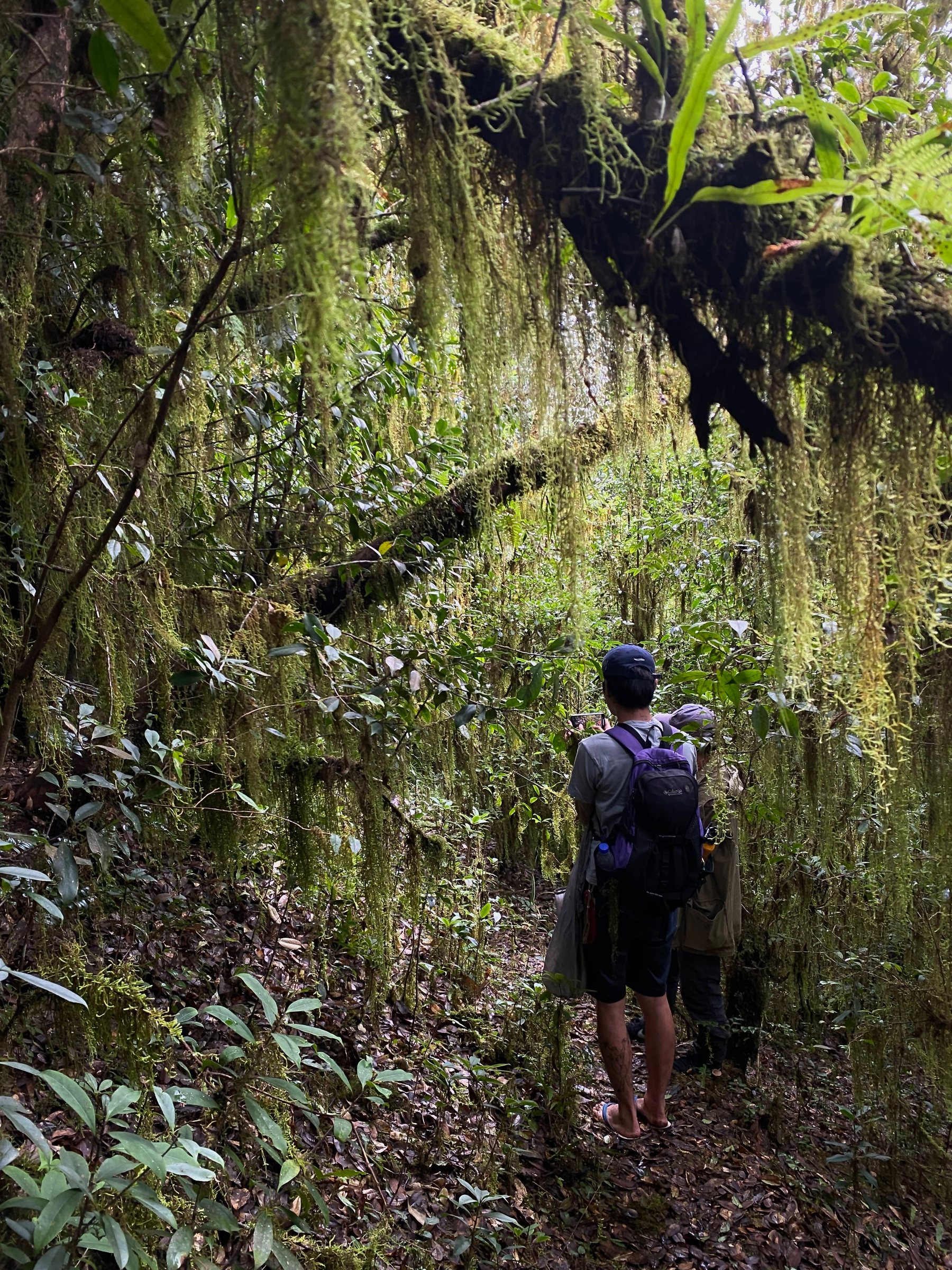 Cloud Ridge | Hiking in Dali's Primeval Forest
