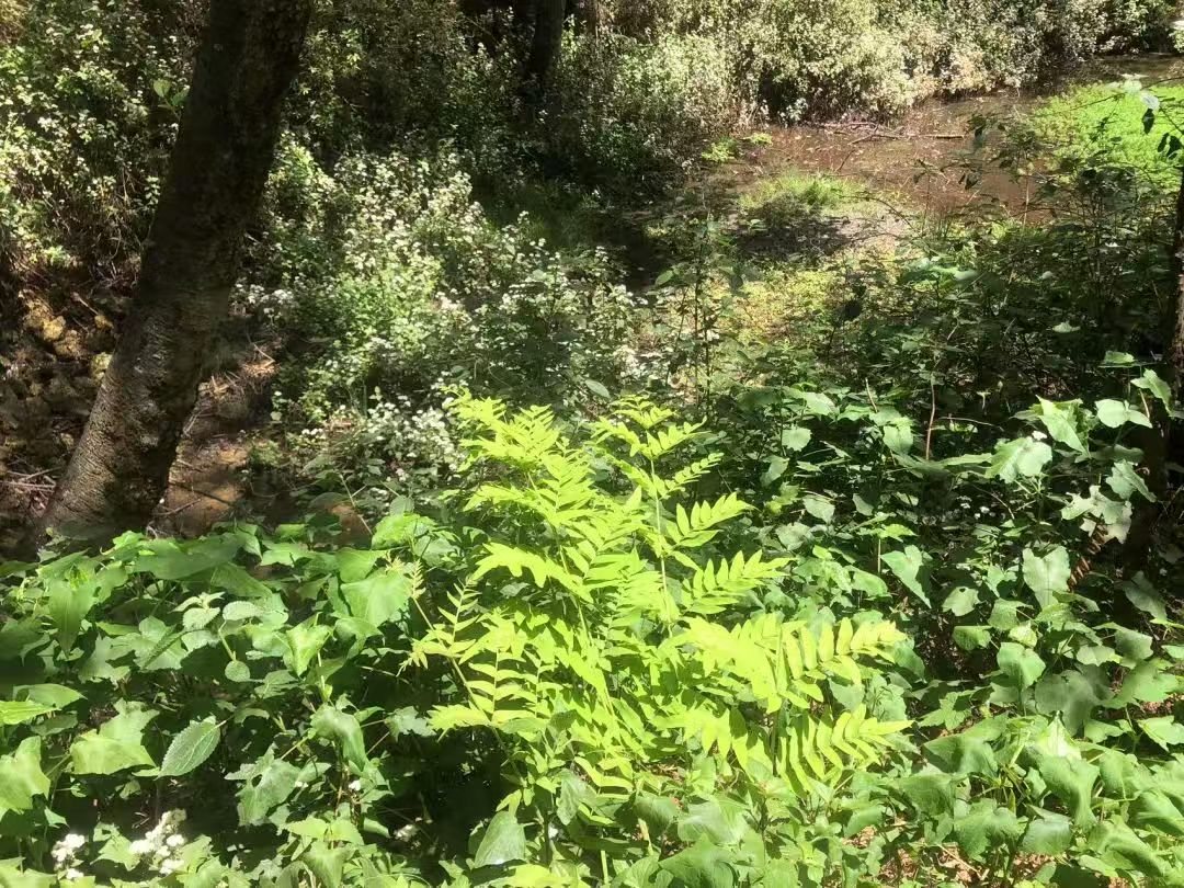 Make a Moss Terrarium in the Forest