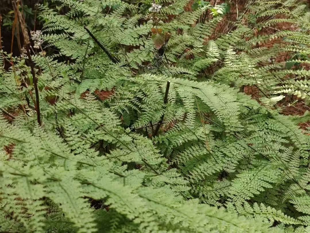 Hike Through Fern Forest