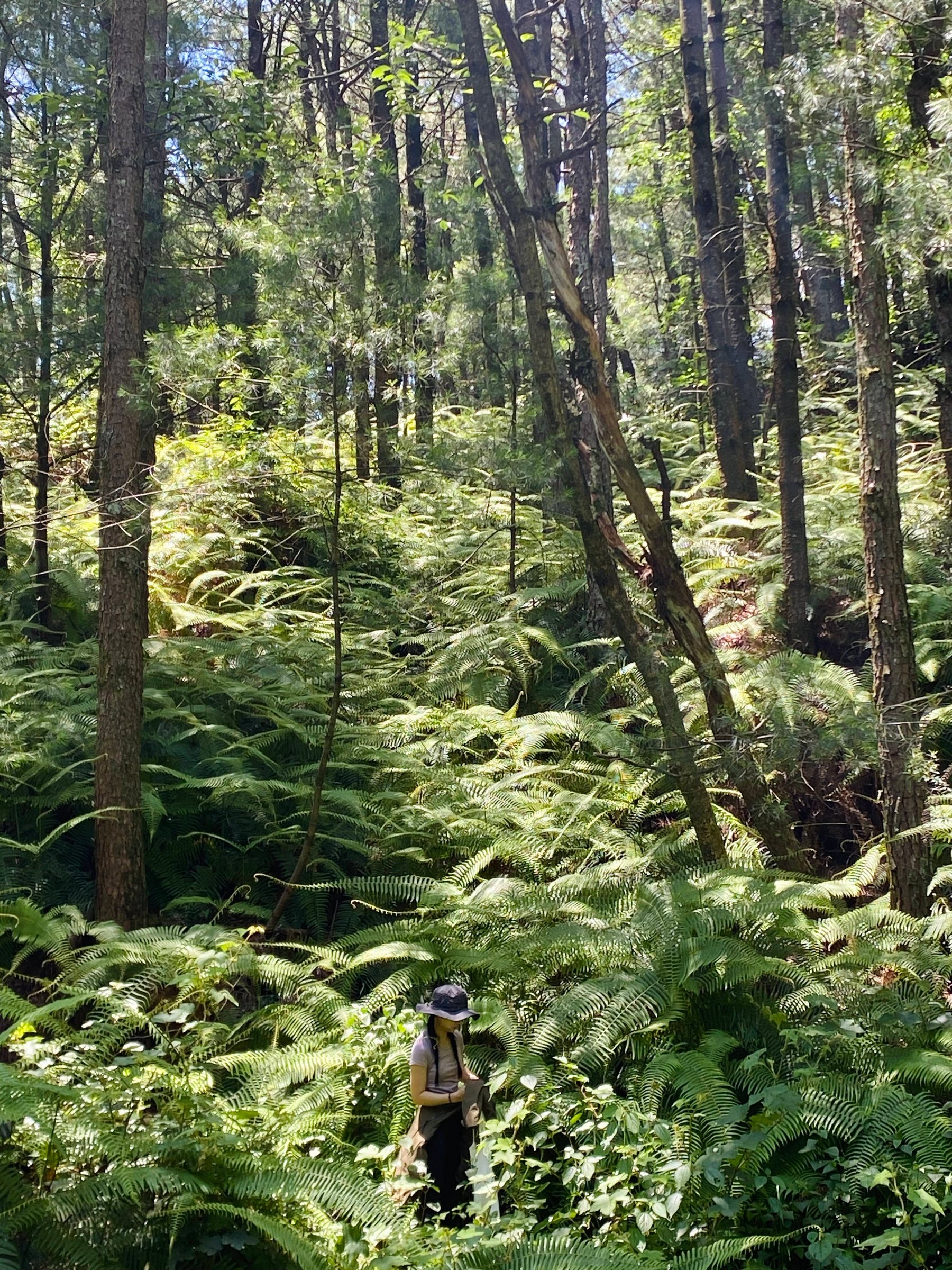 Hike Through Fern Forest