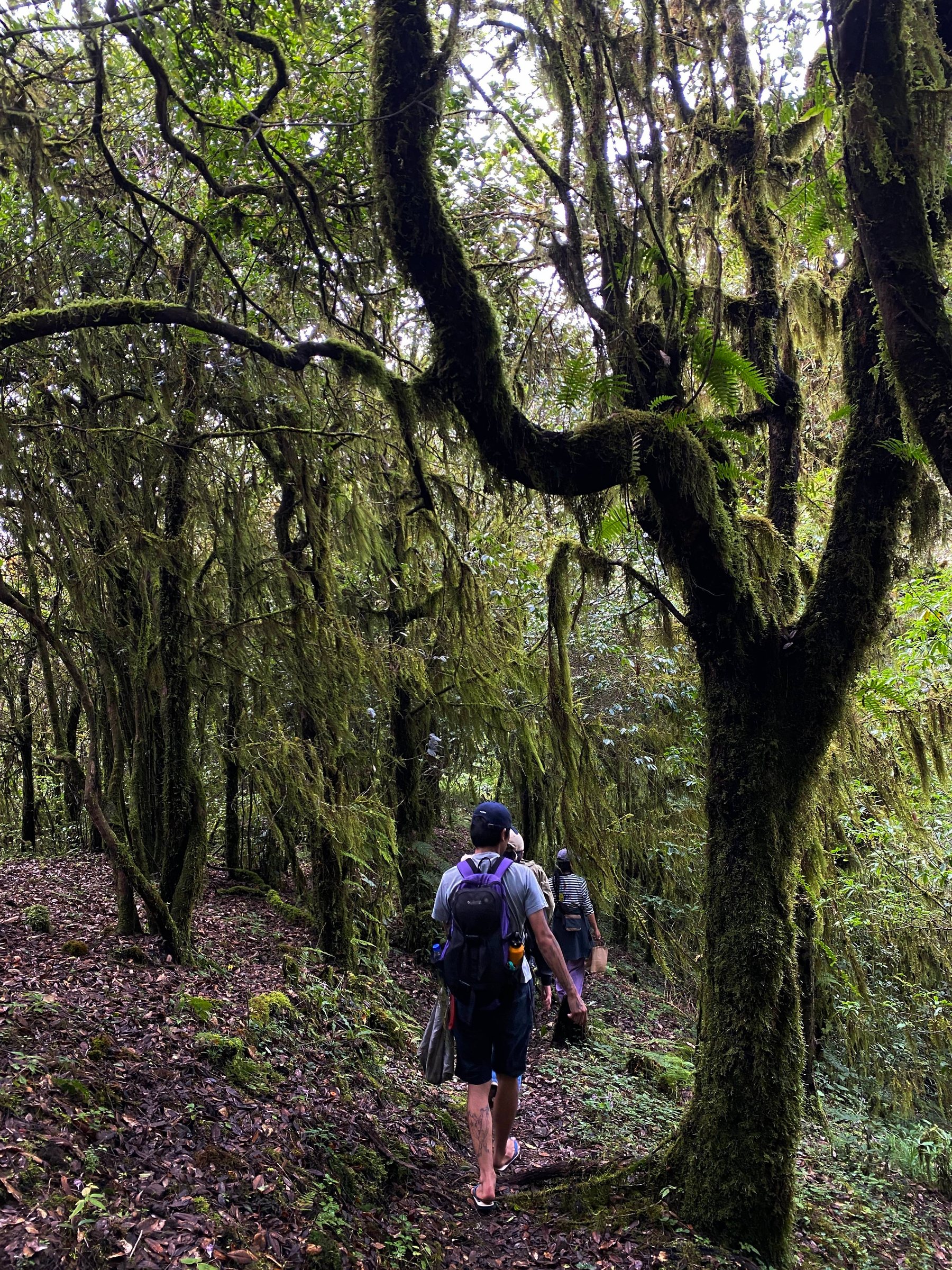 Cloud Ridge | Hiking in Dali's Primeval Forest