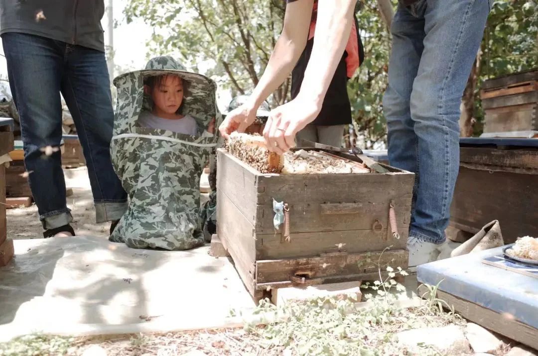 Beekeeper Chunyu's Dad | Learn About Bee Life, Taste the Freshest Honey
