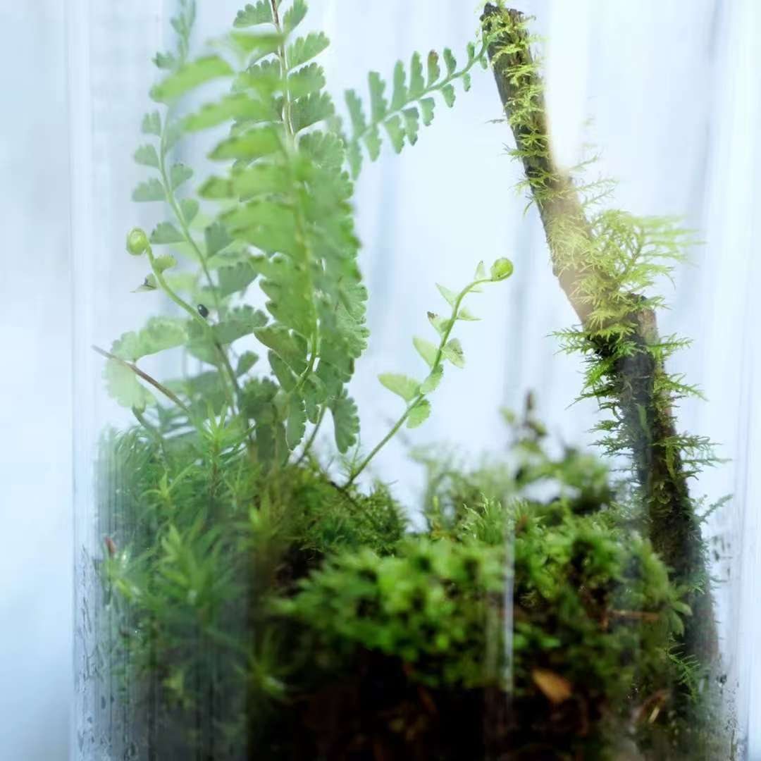 Make a Moss Terrarium in the Forest