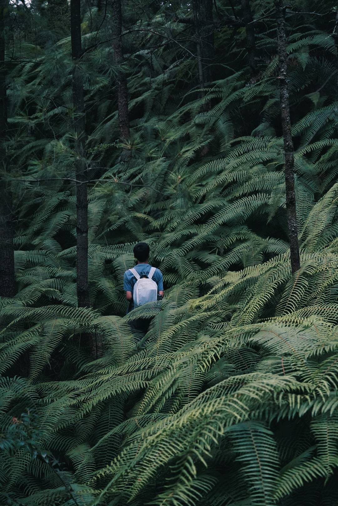 Hike Through Fern Forest