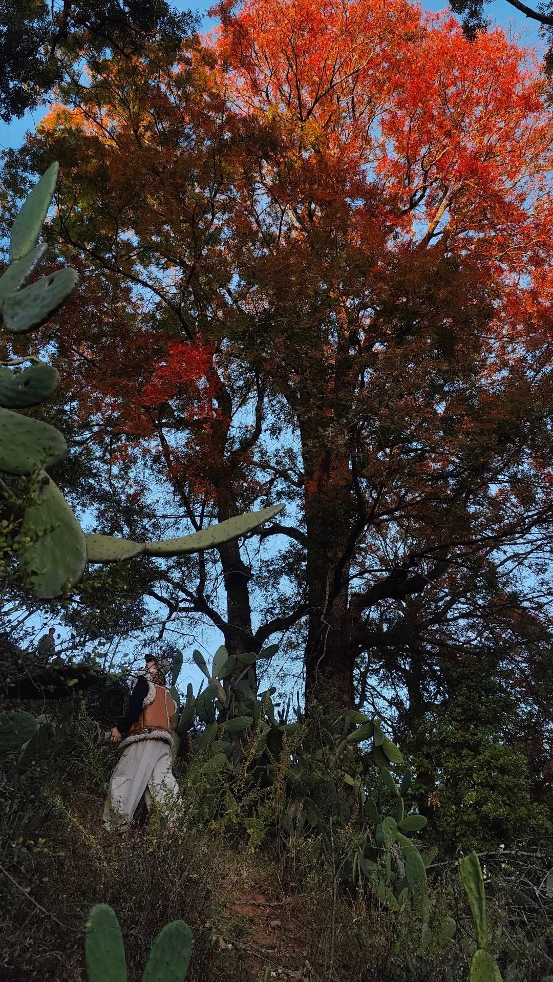 诺邓