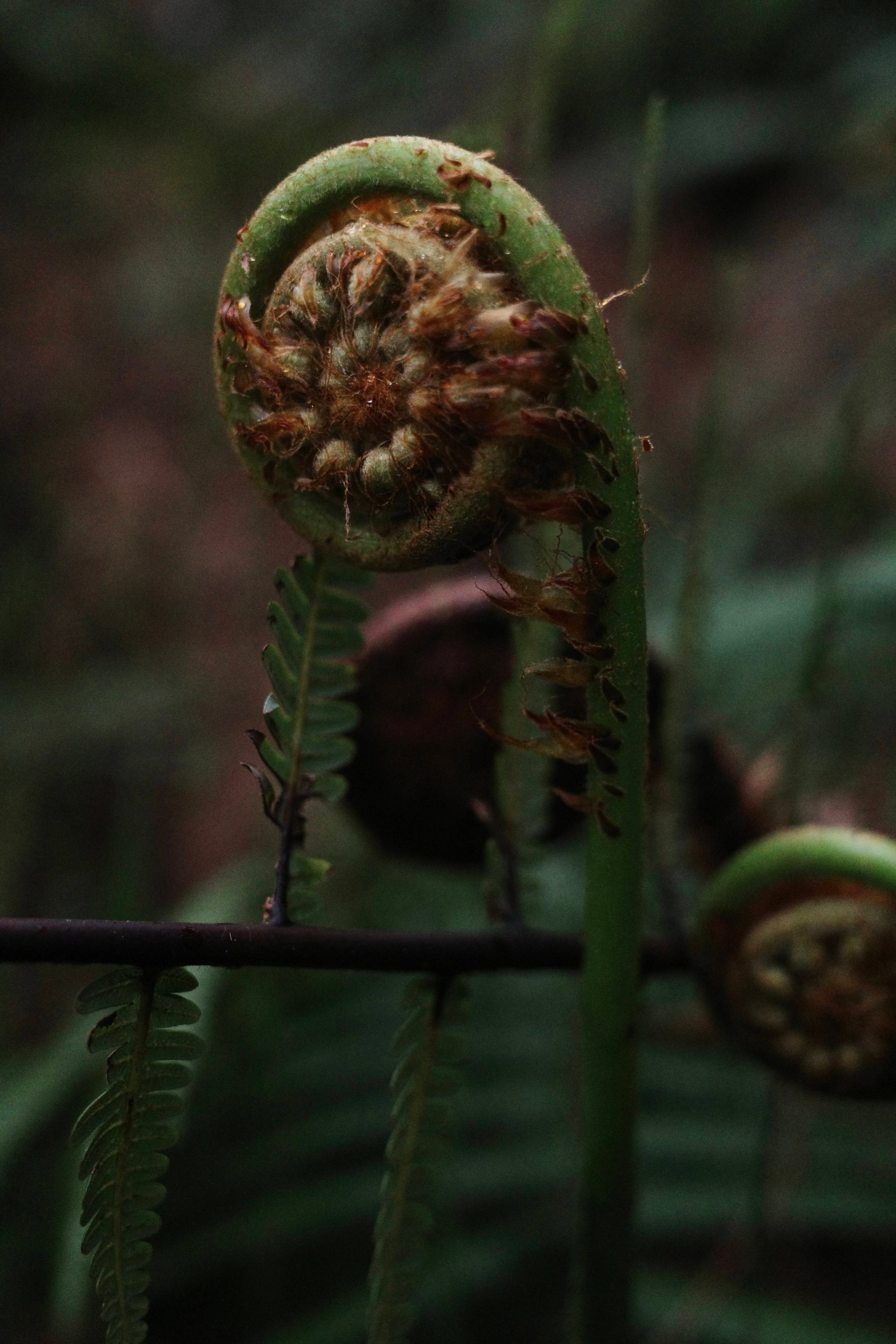 Hike Through Fern Forest
