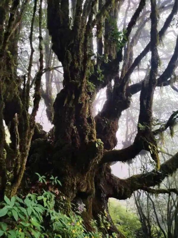 Hiking to Jizu Mountain | A Buddhist Pilgrimage Trail (Medium Distance)