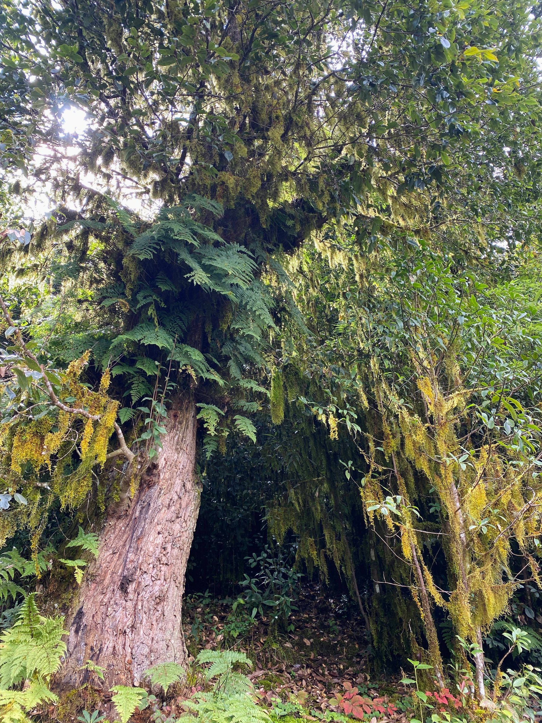 Cloud Ridge | Hiking in Dali's Primeval Forest