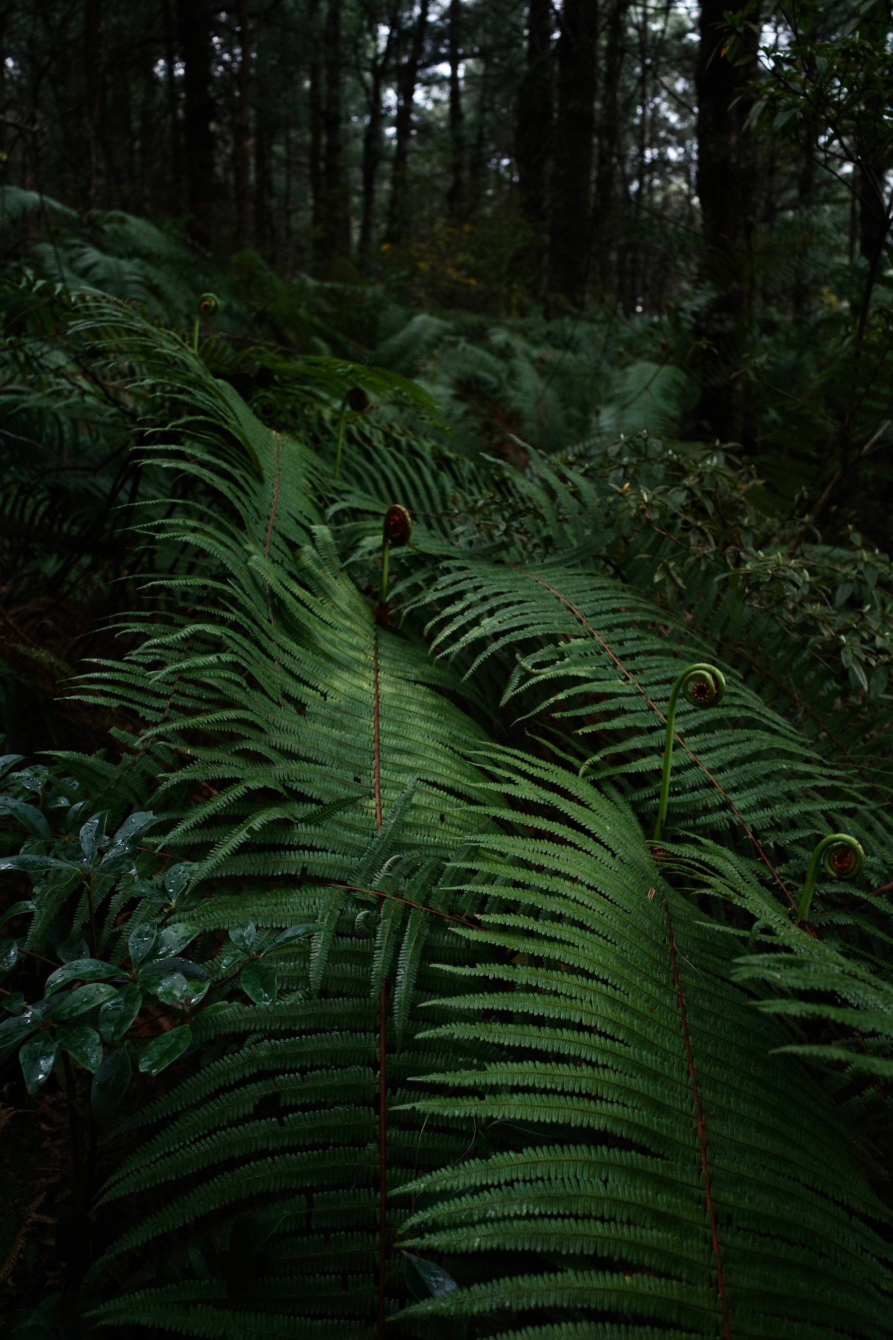Hike Through Fern Forest