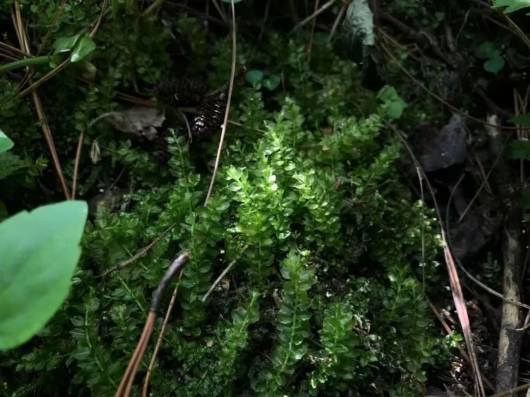 Make a Moss Terrarium in the Forest
