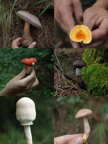 Weed Scene | Mushroom Picking Memoir