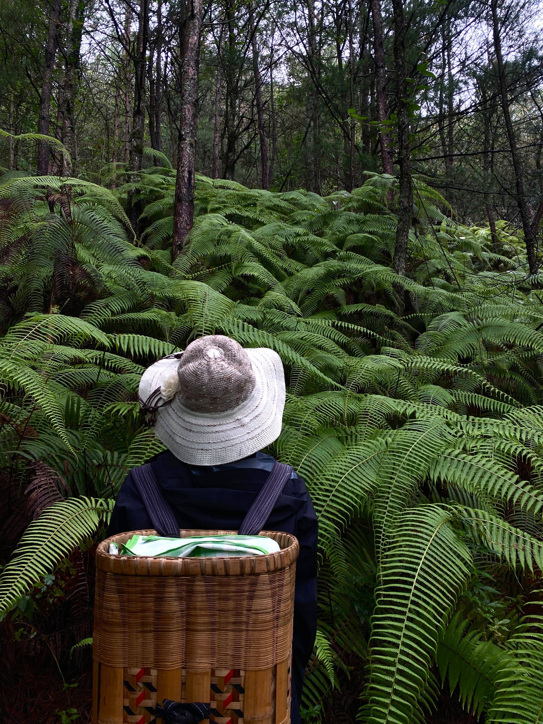 Hike Through Fern Forest
