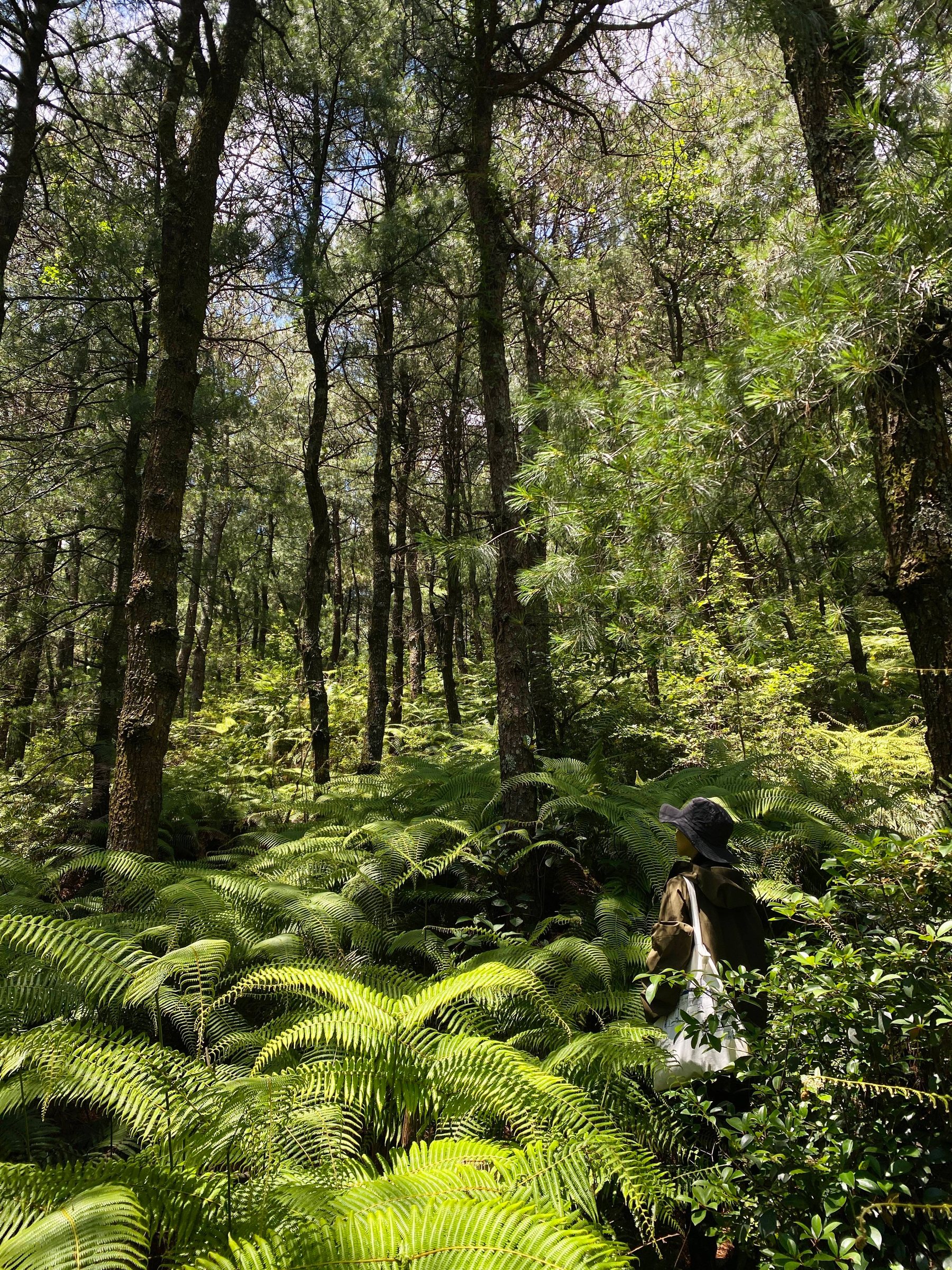 Hike Through Fern Forest