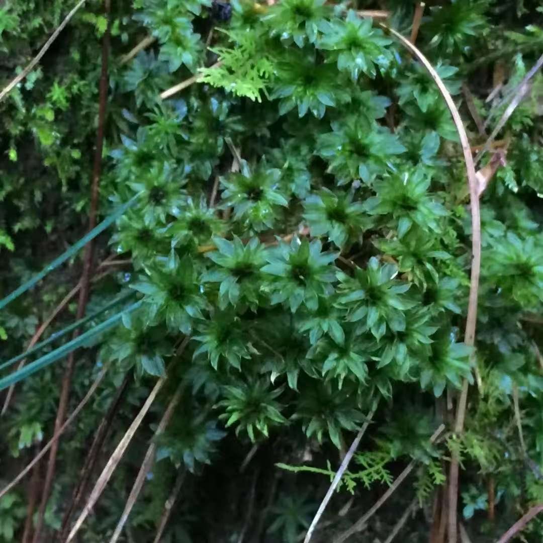 Make a Moss Terrarium in the Forest