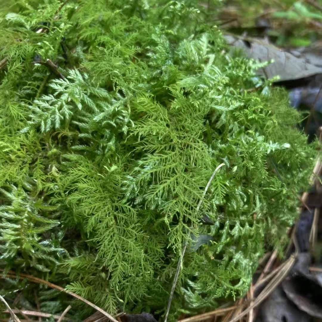 Make a Moss Terrarium in the Forest
