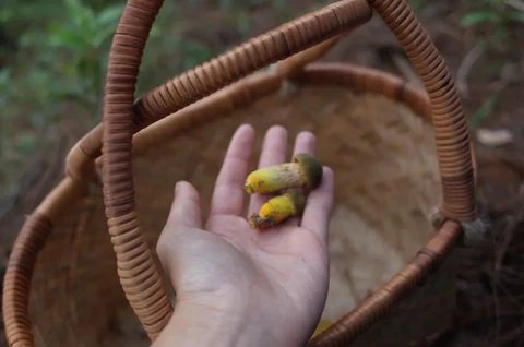 Weed Scene | Mushroom Picking Memoir