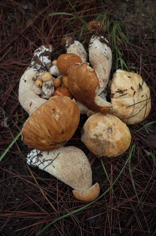 Weed Scene | Mushroom Picking Memoir