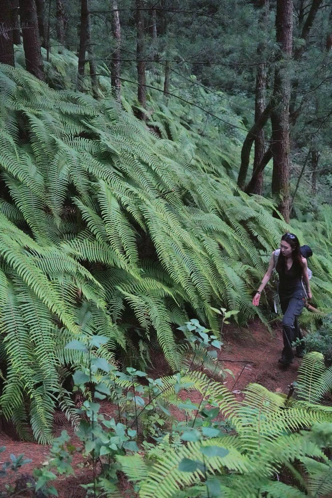 Hike Through Fern Forest