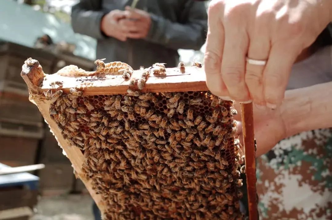 Beekeeper Chunyu's Dad | Learn About Bee Life, Taste the Freshest Honey