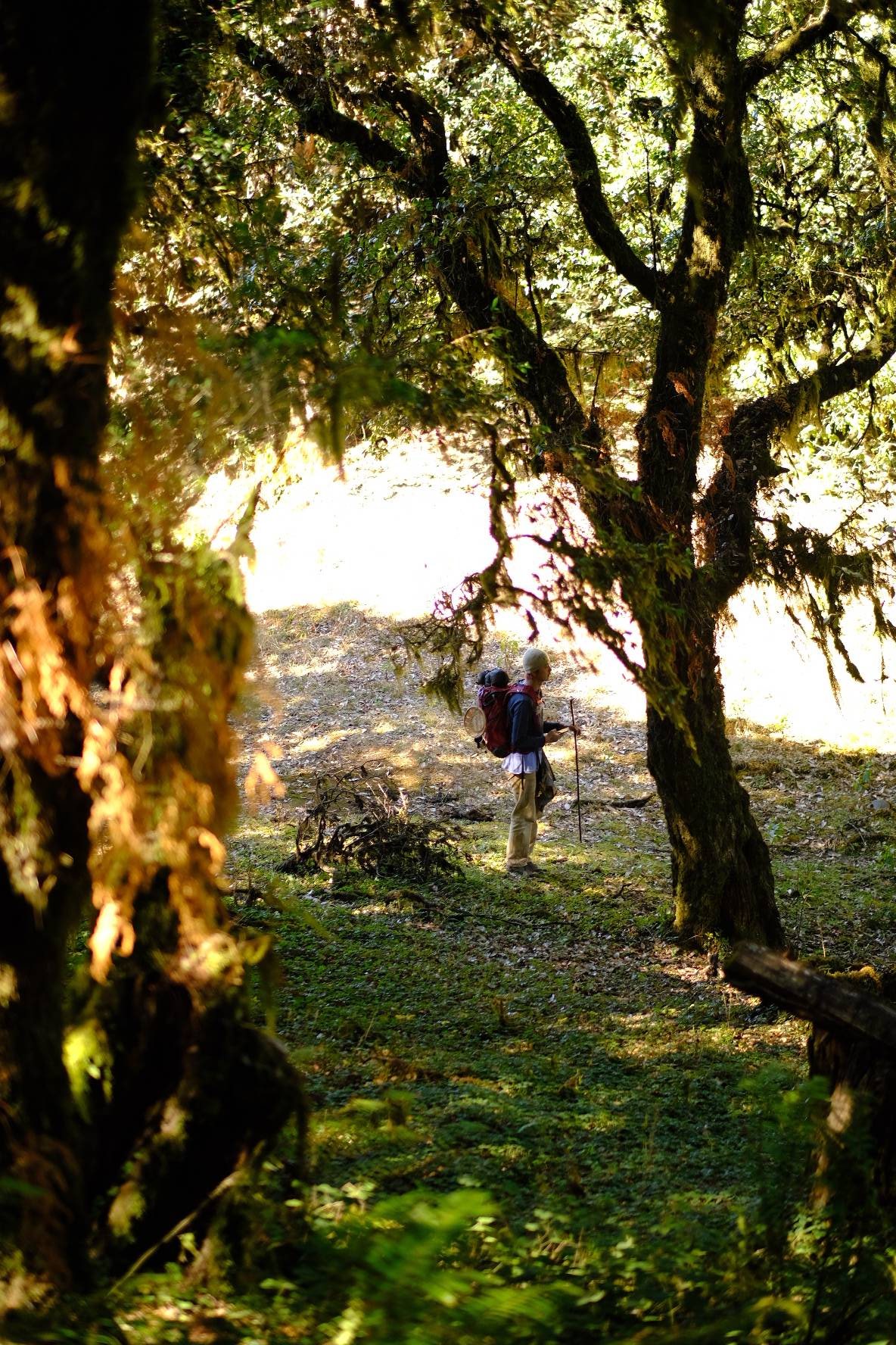 Cloud Ridge | Hiking in Dali's Primeval Forest