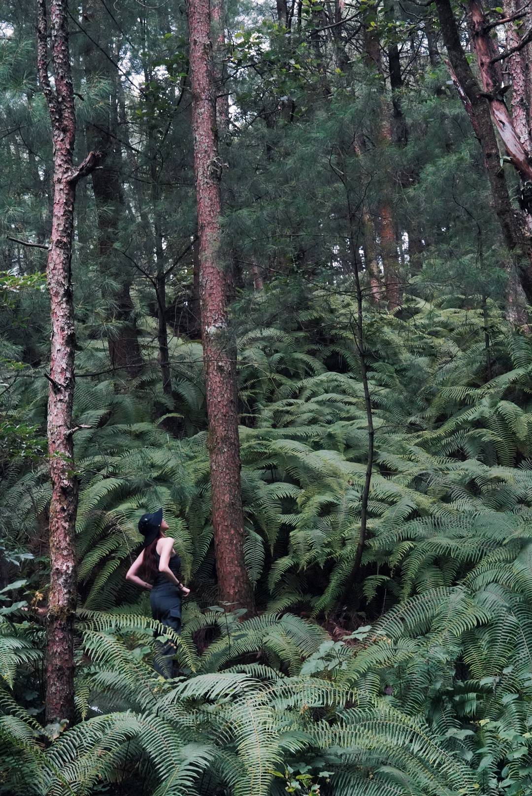 Hike Through Fern Forest