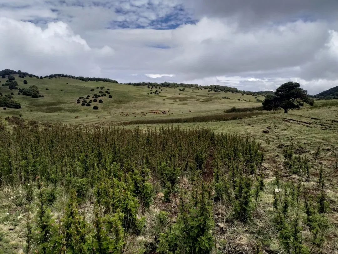 Hiking to Jizu Mountain | A Buddhist Pilgrimage Trail (Medium Distance)