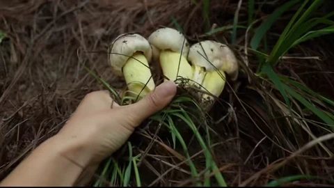 Weed Scene | Mushroom Picking Memoir