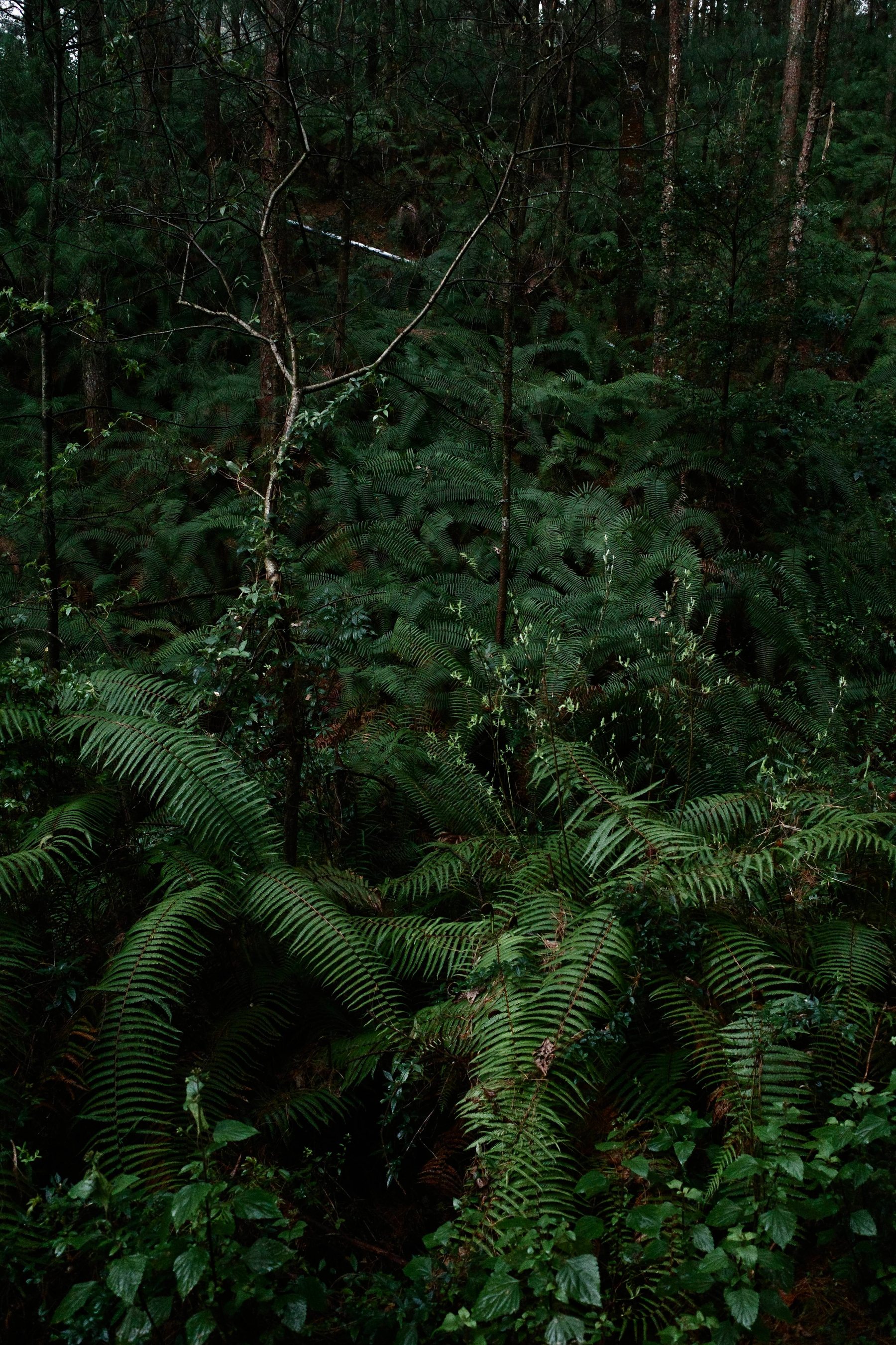 Hike Through Fern Forest