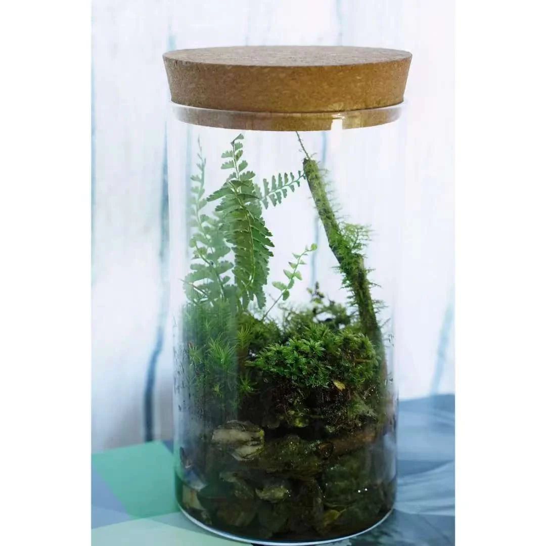 Make a Moss Terrarium in the Forest
