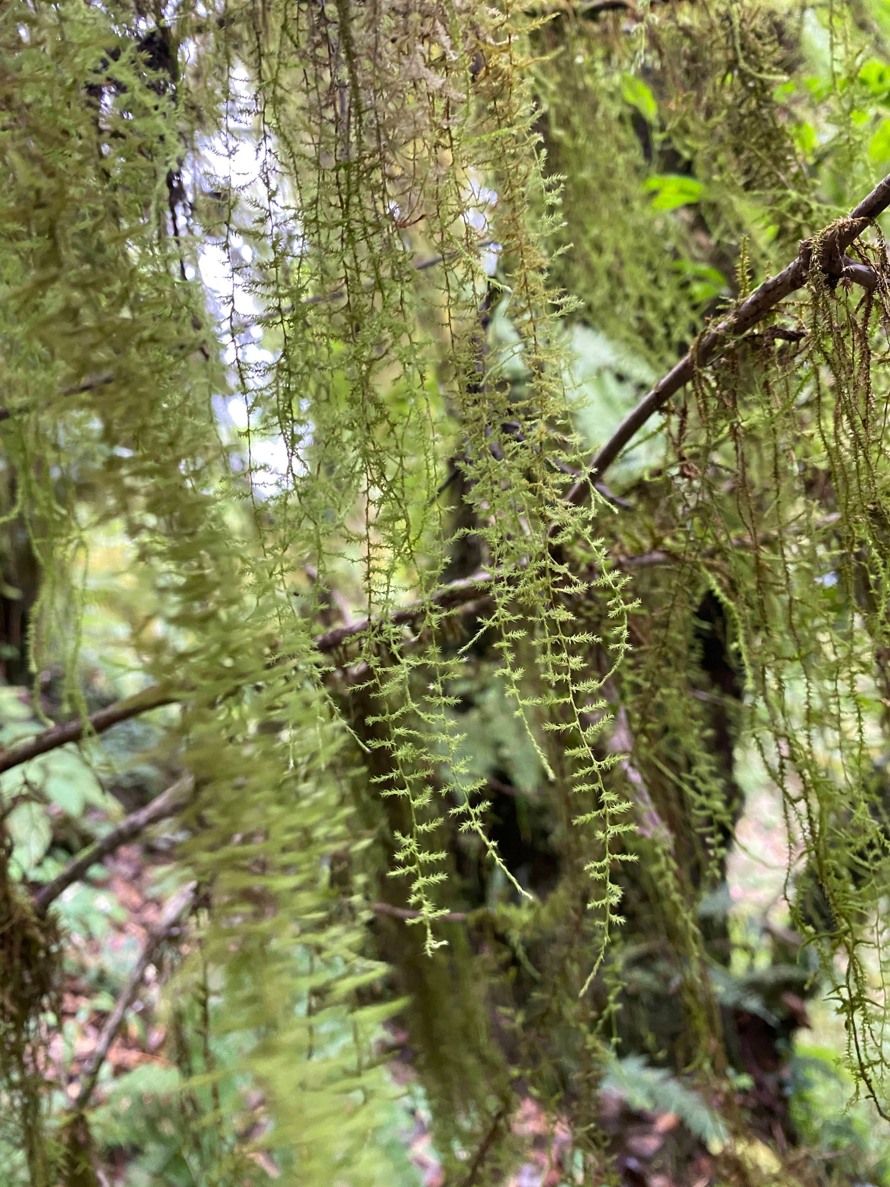 Cloud Ridge | Hiking in Dali's Primeval Forest