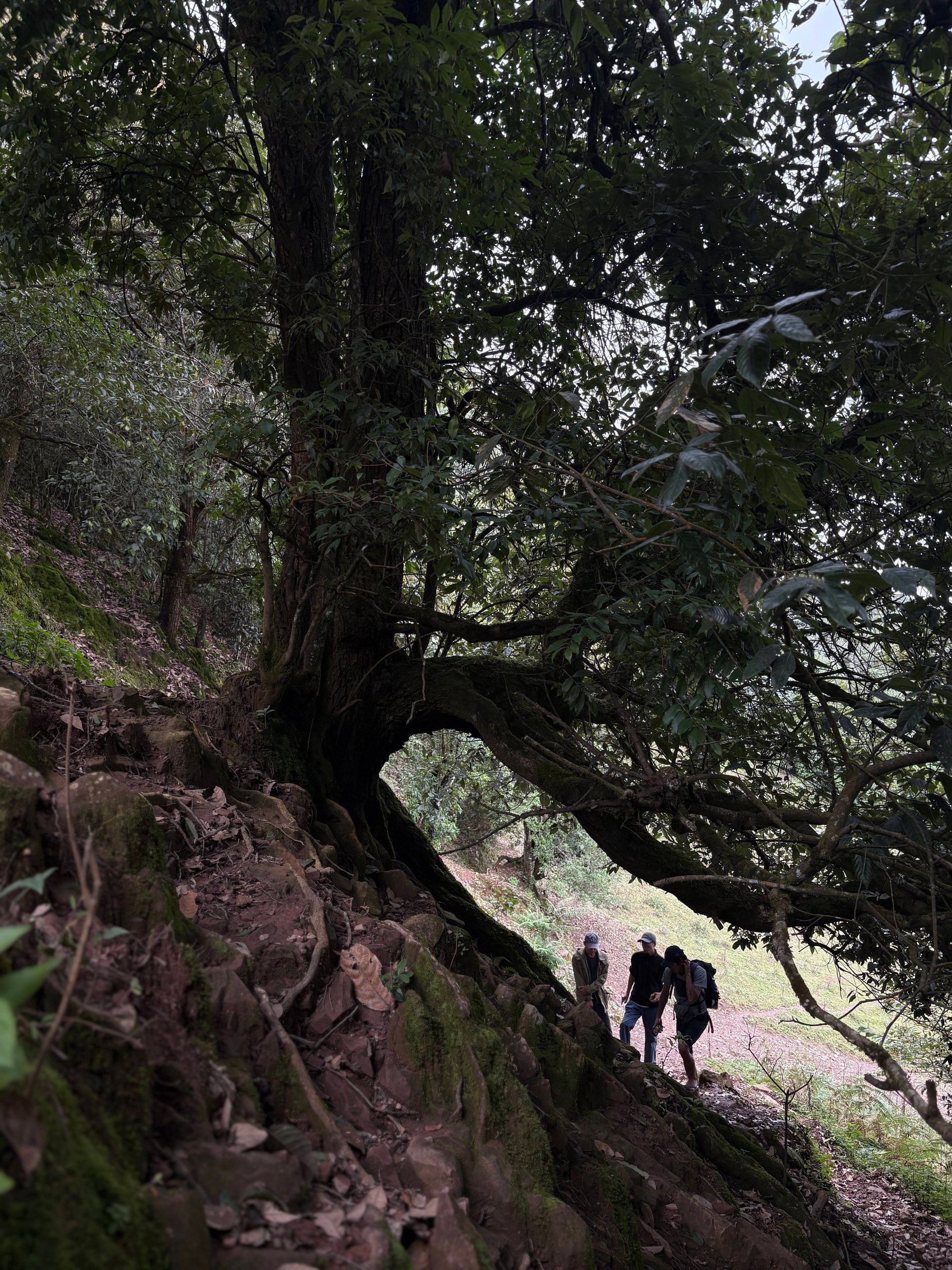 Cloud Ridge | Hiking in Dali's Primeval Forest
