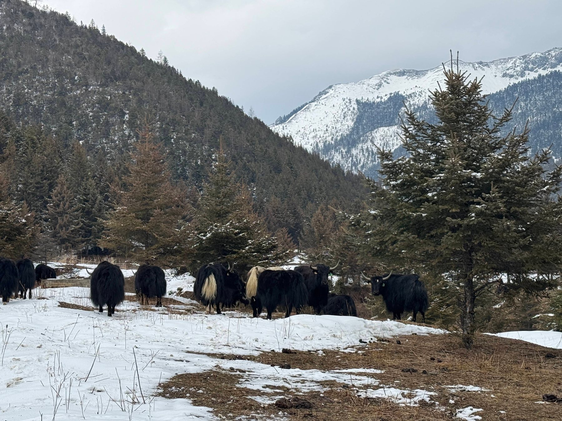 In-depth Shangri-La Pastoral Area 2-Day Trip