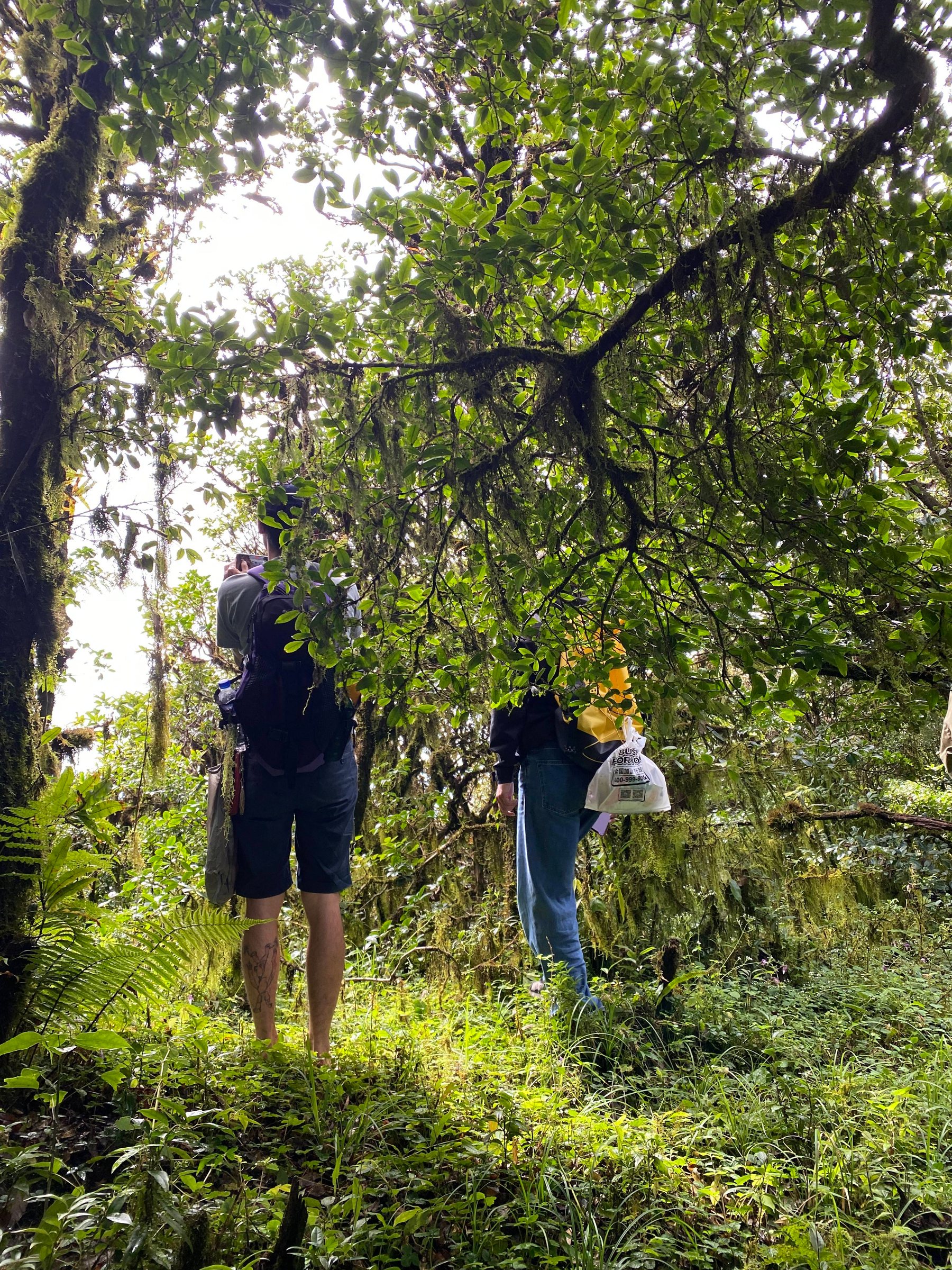 Cloud Ridge | Hiking in Dali's Primeval Forest