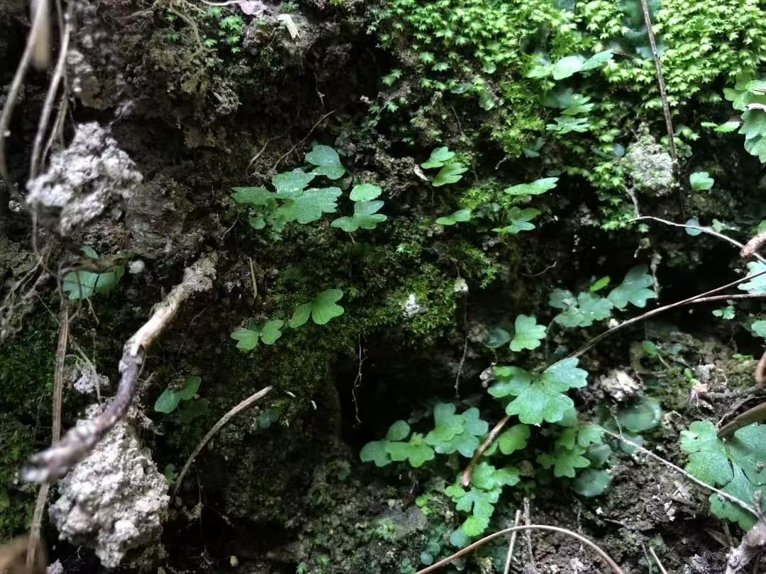 Make a Moss Terrarium in the Forest