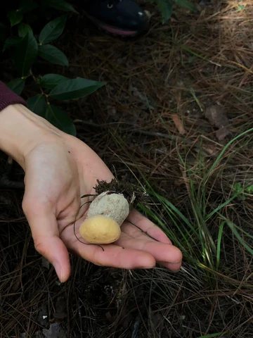 Weed Scene | Mushroom Picking Memoir