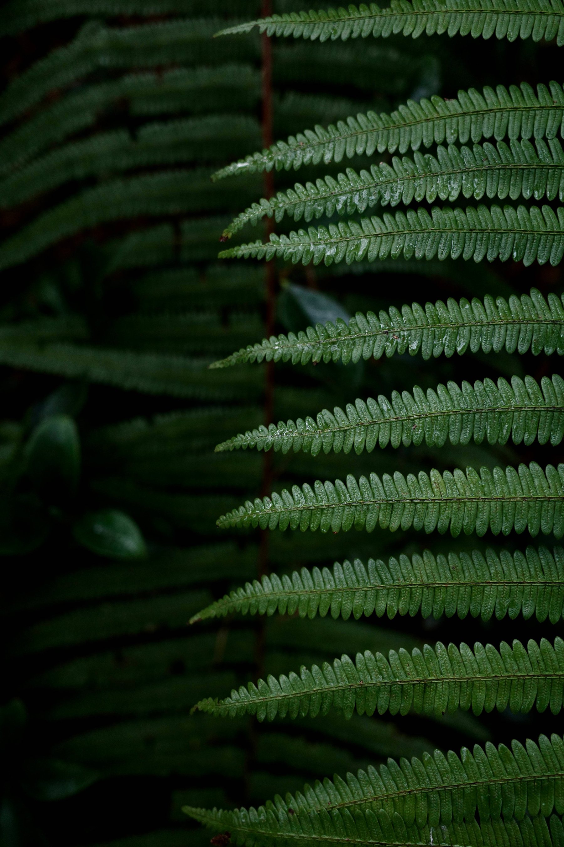Hike Through Fern Forest