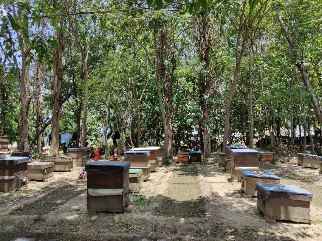 Beekeeper Chunyu's Dad | Learn About Bee Life, Taste the Freshest Honey