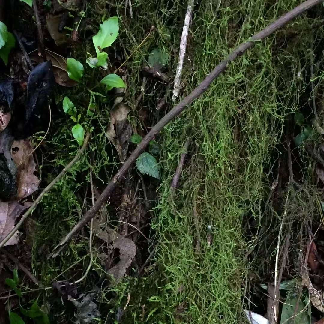 Make a Moss Terrarium in the Forest