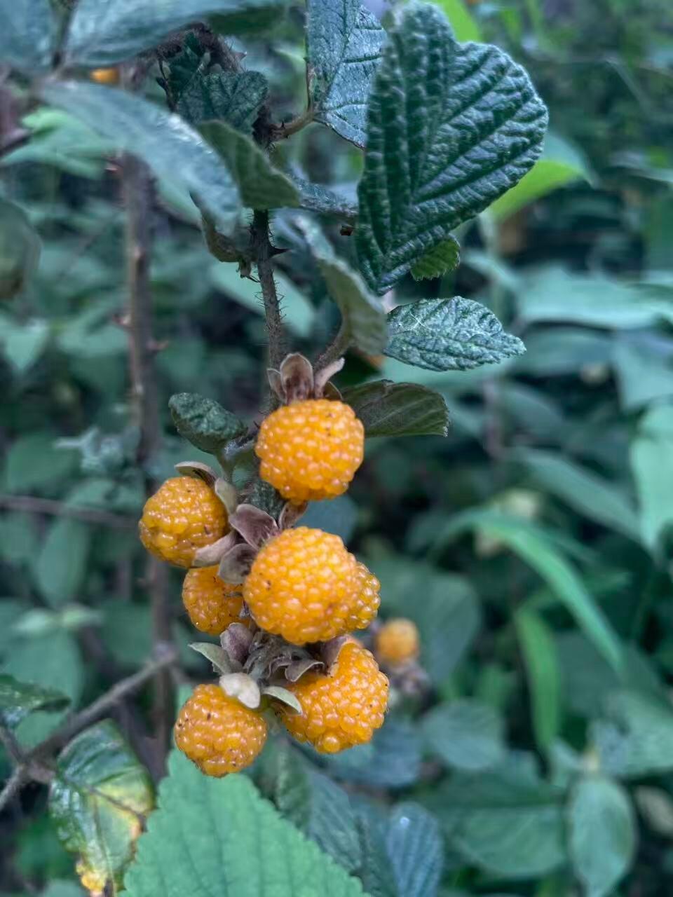 旅行者上传的活动照片