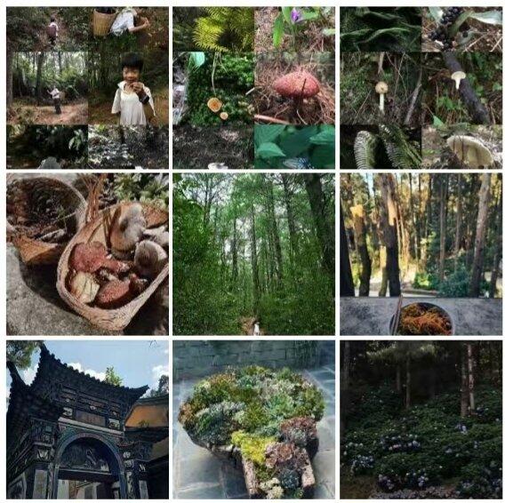 旅行者上传的活动照片