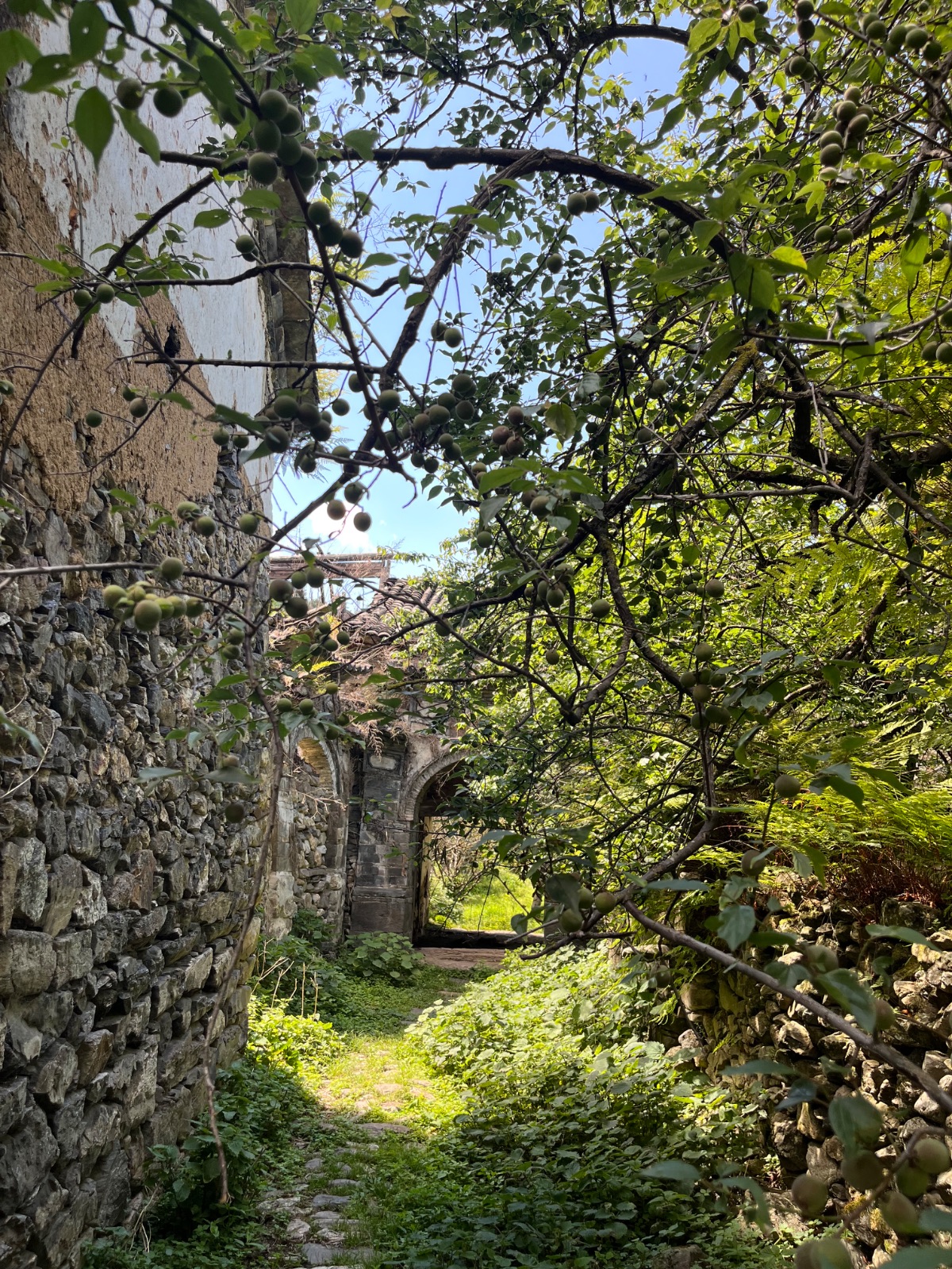 IMG_5310.jpeg