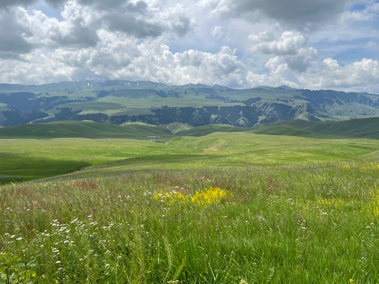 Tuohulasu Grassland